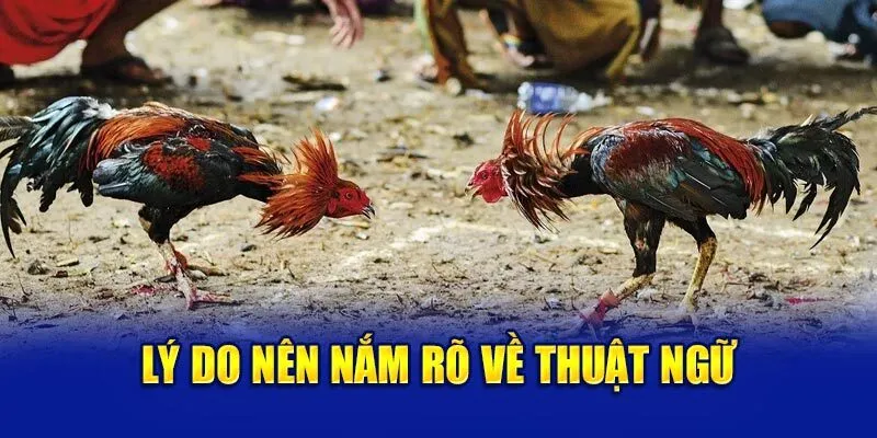 Các thuật ngữ đấu gà đóng vai trò vô cùng quan trọng