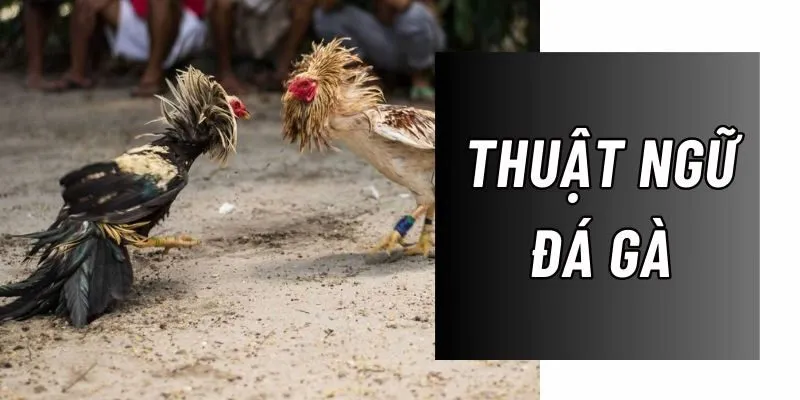 thuat ngu da ga thumb
